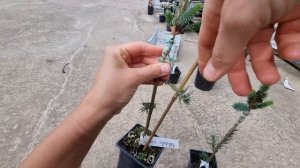 Подвязка саженца р9