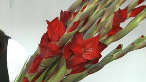 Ярославские флористы: гладиолусы снова в моде