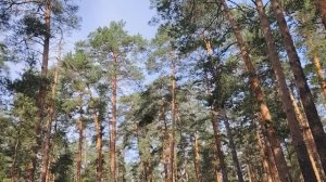 Слухи и сплетни в работе по найму в организации