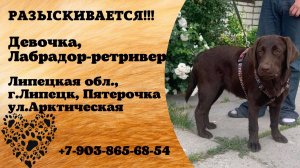 Пропала собака! Девочка. Лабрадор-ретривер. Липецкая обл,  г. Липецк
