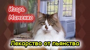 Игорь Маменко лучшее.
 Кошки с озвучками.