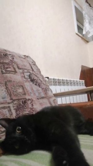 Кошка готовиться ко сну. mp4