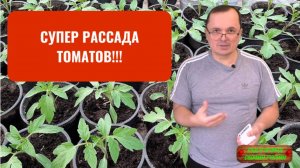 Сделайте ТАК и у Вас будет самая лучшая, готовая к высадке, бесплатная рассада!!!