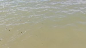 Должанская. Азовское море. 26.07.2025