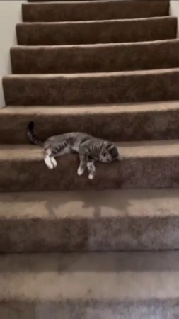 #юмор #прикол #приколы #угар #ржака #ржач #смех #смешно #кот #котики #животные #милота #весело #яппи