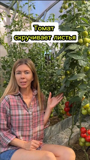 Листья томата скручены и в пятнах. Что это?
