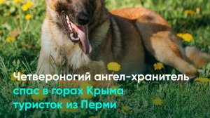 Четвероногий ангел-хранитель спас в горах Крыма туристок из Перми