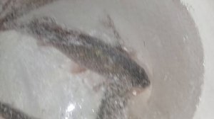 Рыбалка в Бишкеке,поймали огромную рыбу.Кыргызстан,Манас, ловим очень много рыбы