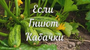 Если Гниют Кабачки, То Эти Советы для Вас