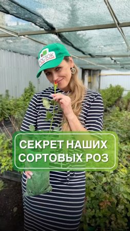 Почему у вас не приживаются сортовые розы? 🌹