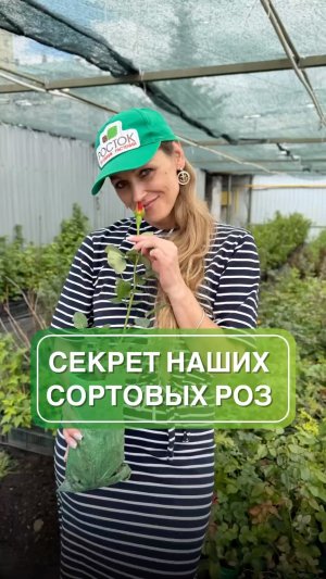 Почему у вас не приживаются сортовые розы? 🌹