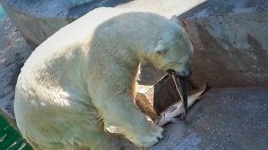 Белый медведь Кай взбунтовался! Вся пойманная рыба только моя!
