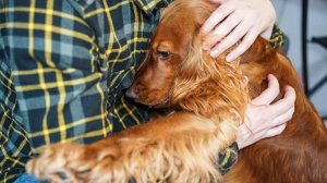 Кинолог дал советы по уходу за пожилыми собаками