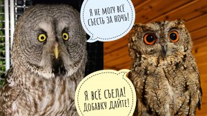 Проведала всех сов, раздала еду, поймала злого рыбоядного жука-плавунца. Сова Ёль харчами перебирает
