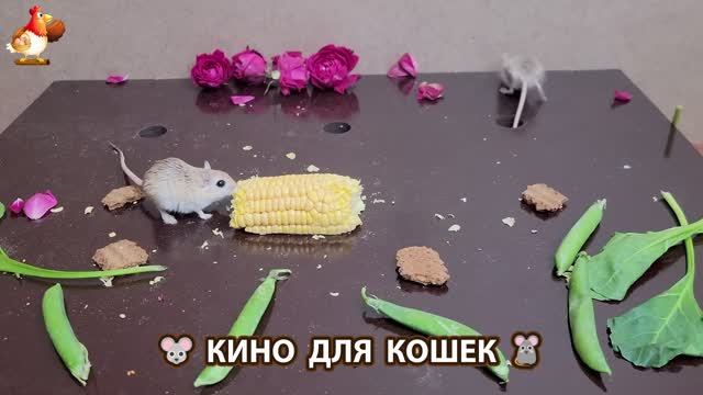 Видео для кошек про крысок развлекать питомцев 🐭🐀😂 (230)