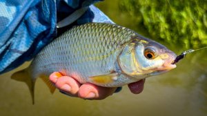 КОГДА МУТНЕЕТ ВОДА — МЕНЯЕТСЯ РЫБА! НЕПРЕДСКАЗУЕМАЯ РЫБАЛКА НА XUL СПИННИНГ