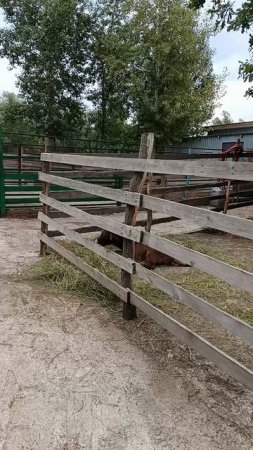 СМОТРИМ СТРАУСОВ.