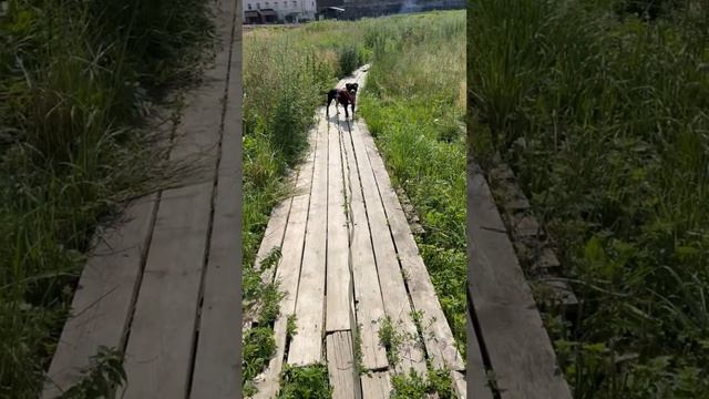 rutube.ru