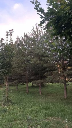 Хвойные у дороги