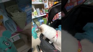 Кошка Мальвина в магазине на коляске