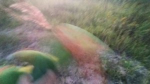 ЧЕРЕРАФ НА ПРОГУЛКЕ!