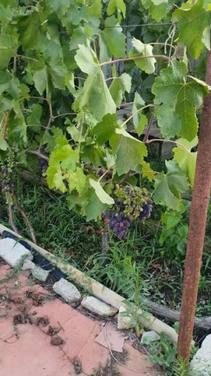 Красивые розы, собрала урожай🍎🍏🍑🍓🫐