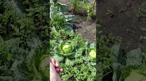 мои плодовые растения