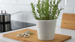 Мой эксперимент с розмарином 🌱🌱🌱