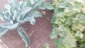 удалось вырастить новую огородную культуру#овощи#огород#капуста