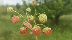 Шикарная песня. ЕЛЕНА КАРПУК. *Из Семьи ЕГО не уводила*.Ягодка какая вкусная., вот это 👉ДА.БРАВО 😋