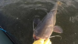 квок. тизер. сом