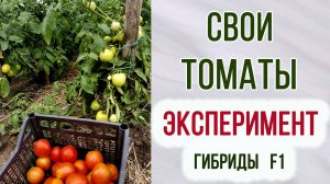 Свой сорт томатов. Эксперимент. Что получилось. Урожайность. Гибриды первого поколения.