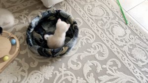 Котята кошки Кайли и котика Маню.