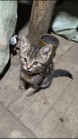 😺В казачьей бригаде "Терек" ДШК несет службу такой четвероногий доброволец Мурзик