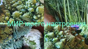 25.07.25 Собрали урожай Брокколи и Романенко.Приехала на Дачу.