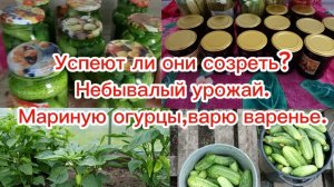 26-07-2025Успеют ли они созреть? Небывалый урожай. Мариную огурцы,варю варенье.