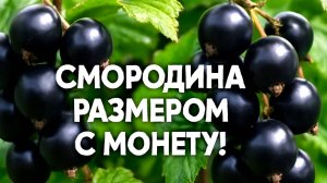 Удивительная Смородина: плоды размером с Монету! Сделай это в июле-августе!