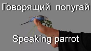 Говорящий волнистый попугай Кеша