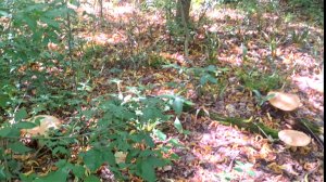 ТАКИХ ГРИБОВ Я ЕЩЕ НЕ ВИДЕЛ! НАШЕЛ ПОЛЯНУ ГИГАНТСКИХ БЕЛЫХ ГРИБОВ! #грибы #тамбов #белыйгриб #гриб