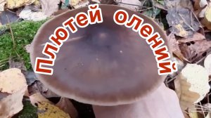 Плютей олений
Pluteus cervinus