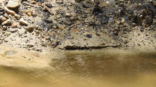 А вы знаете кто это? Бабочка, или птица??? БРАЖНИК. смотреть онлайн