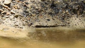 А вы знаете кто это? Бабочка, или птица??? БРАЖНИК.