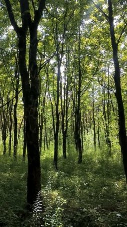 В парке деревья летом