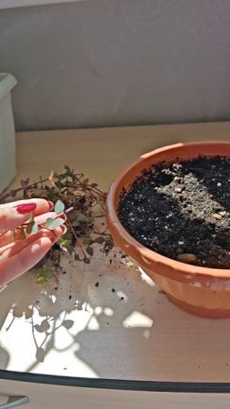 Шикарная коллизия, без укоренения