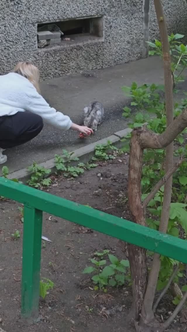 Кошки кошатся