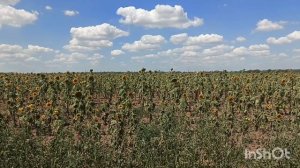 Почему не выделяет нектар подсолнух.