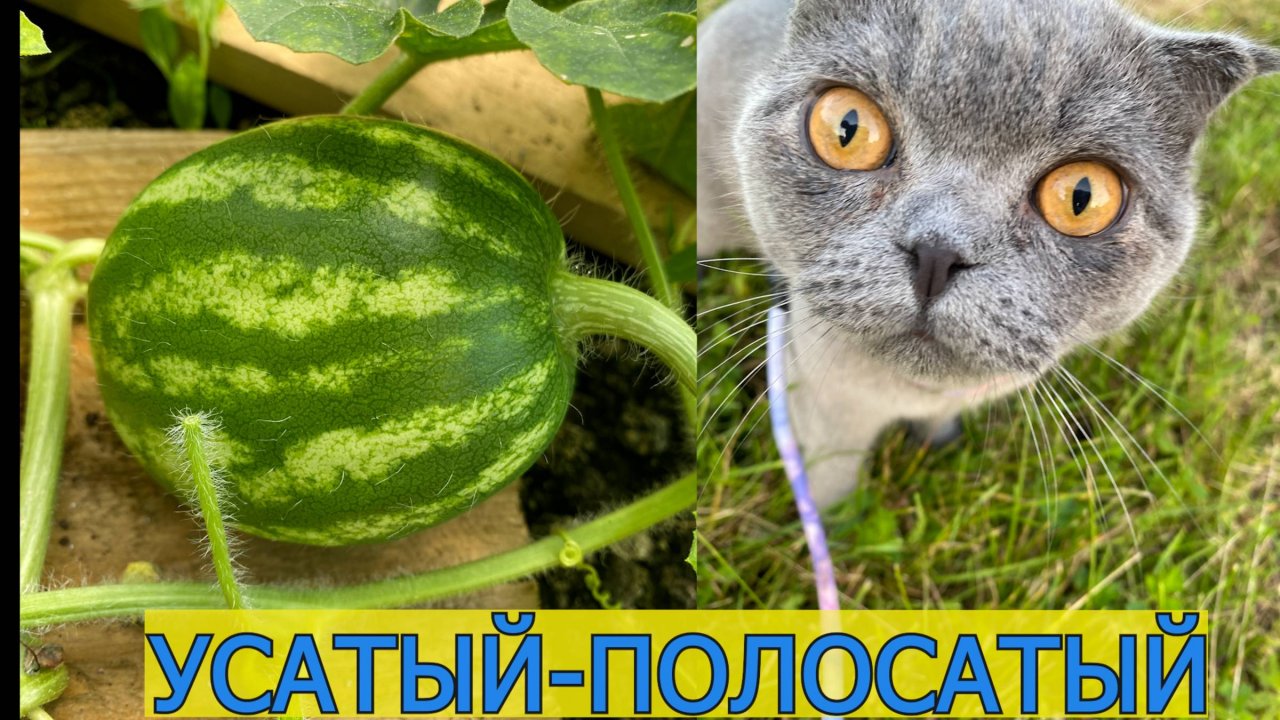 26.07  усатый-полосатый // песня про Питер // туалетные страсти // хочу минус 3 кг // право на мечту