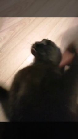 Кузя встречает 😸.mp4