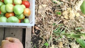 Сбор урожая продолжается.