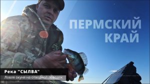 ОТВОДНОЙ ПОВОДОК / ОКУНЬ / Пермский Край / Река "СЫЛВА"
